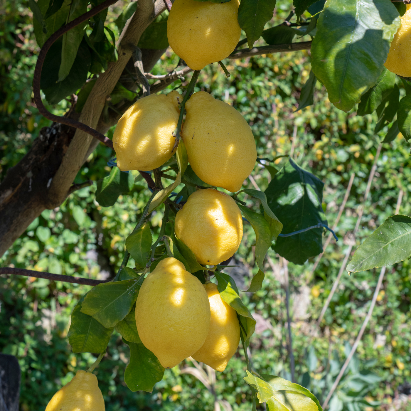 Pallini limozero - Alcohol free Limoncello